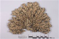 藏品(切割雙歧根梅衣)的圖片